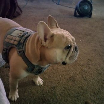 Dog Lovers - Freshly groomed. - Pet Training Near Me - Los Angeles, California