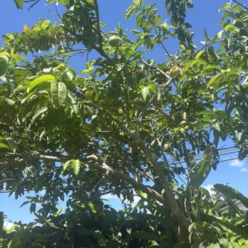 Punalu'u Bake Shop  - Fruit tree - acres of beautiful land surrounding the cafe. - Bakeries Near Me - Naalehu, Hawaii