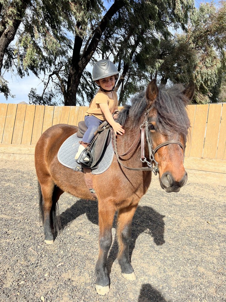 Dana Andersen Equestrian Logo
