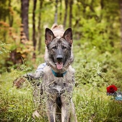 Diamond Kennels - K9 Sampson