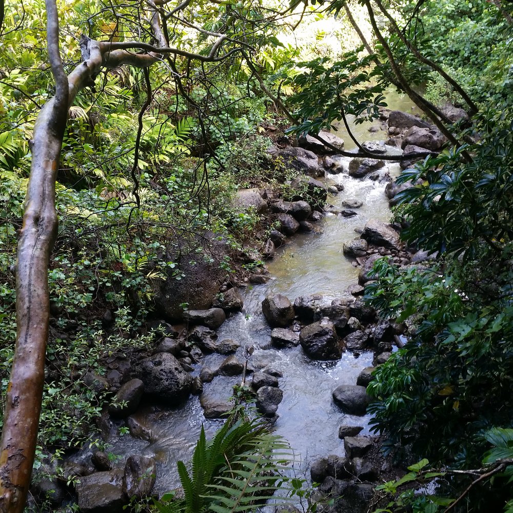 Waimano Loop Trail - Streams along the way. - Hiking Near Me - Pearl City, Hawaii Waimano Loop Trail - Streams along the way. - Hiking Near Me - Pearl City, Hawaii