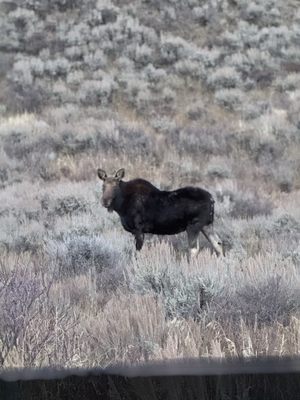 Jackson Hole EcoTour Adventures by null