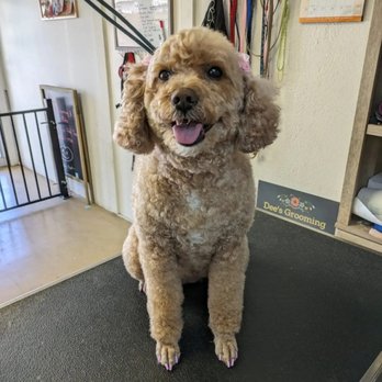 Dee's Grooming and Pets - We love our Doodles. She has pink nails to match her bows. She loved her spa day! - Pet Adoption Near Me - Camp Verde, Arizona Dee's Grooming and Pets - We love our Doodles. She has pink nails to match her bows. She loved her spa day! - Pet Adoption Near Me - Camp Verde, Arizona