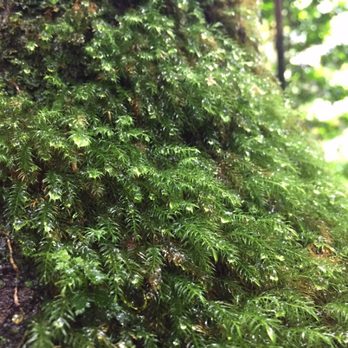 El Yunque Rainforest - Even the smallest spaces were lush and breathtaking - Hiking Near Me - Luquillo, Puerto Rico