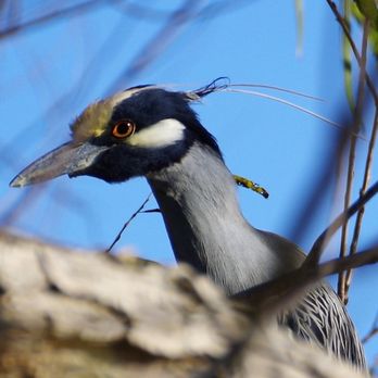 Arthur Storey Park - Yellow crowned Night Heron - Parks Near Me - Houston, Texas