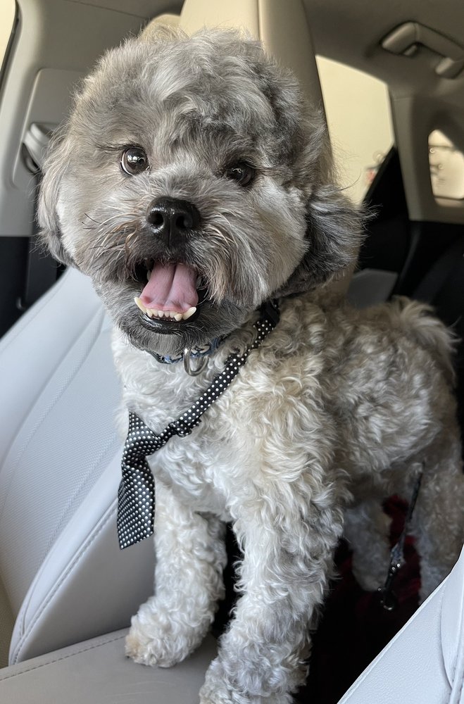 Woofs Pet Spa & Styling Image