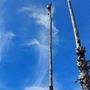 Photo of Jairo Tree Services