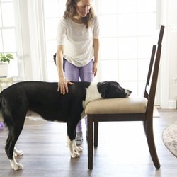 Human Canine Collaborative
