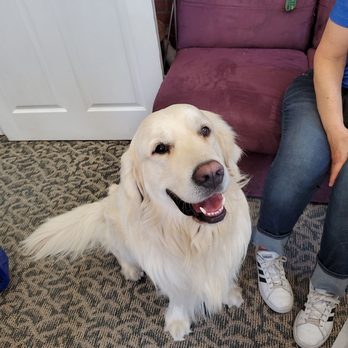 PAWSitive Hound Dog Training - Wesley - Pet Training Near Me