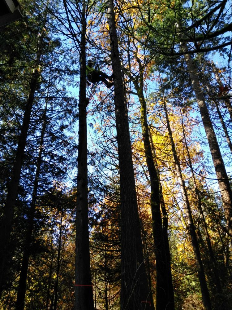 ZEE'S TREE SERVICE - tree service in Seattle, WA