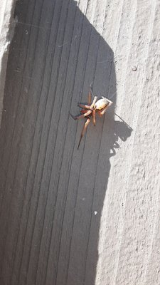 Spider Extermination - Wenceslao Pest Control - Spider Extermination - Wenceslao Pest Control