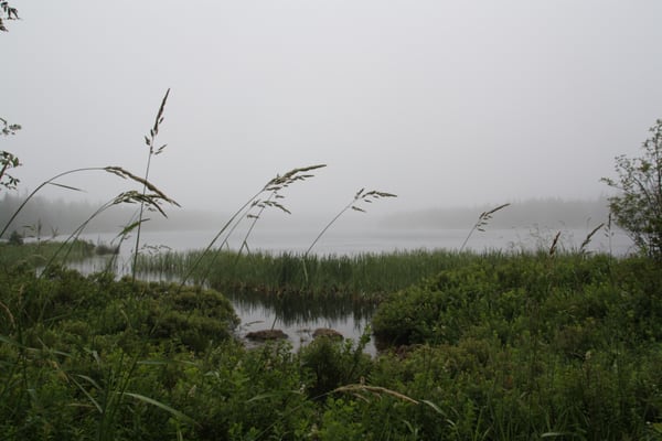 Memorial University Botanical Garden by null