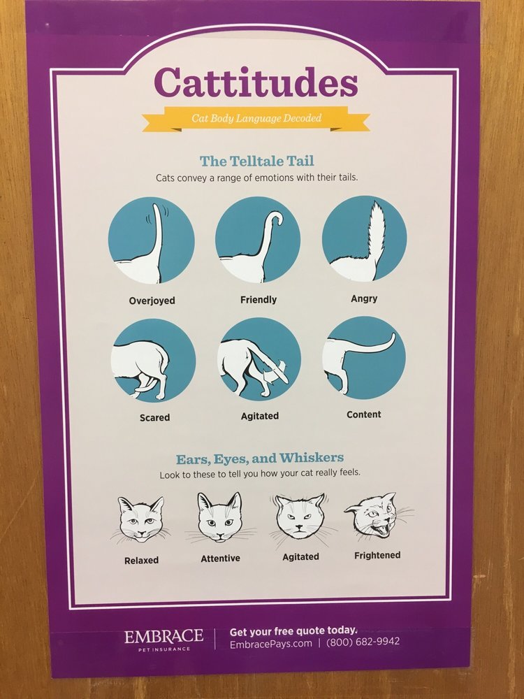 CAT CARE CLINIC OF THE NYACKS Updated October 2024 15 Reviews 127