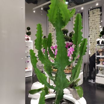 Unique Flowers - cacti - Floral Designers Near Me - East Rutherford, New Jersey Unique Flowers - cacti - Floral Designers Near Me - East Rutherford, New Jersey