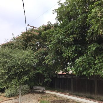 AMDM Tree Service - Before - Landscaping Near Me - Anaheim, California