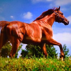 Darley