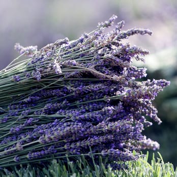 PURPLE ADOBE LAVENDER FARM - Updated March 2026 - 149 Photos & 18