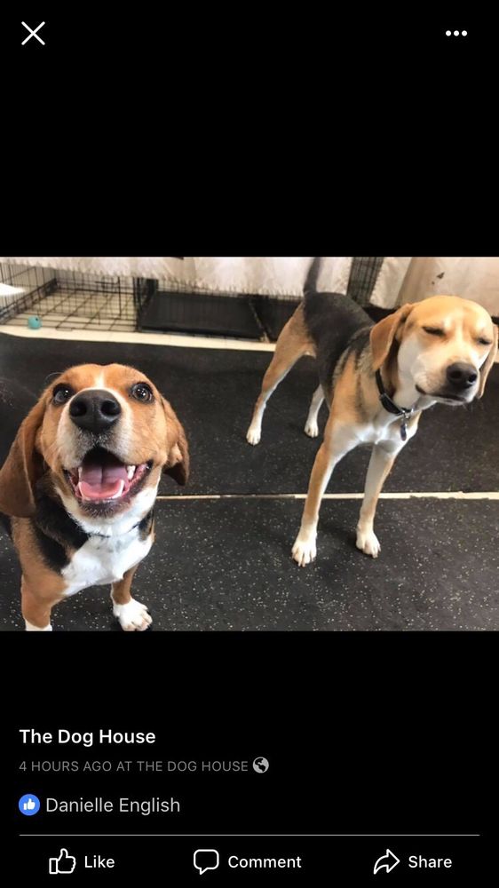 The Dog House - pet boarding facility in Providence, RI