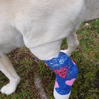 SAGE Veterinary Centers - Concord - Fancy casts! - Veterinarians Near Me - Concord, California