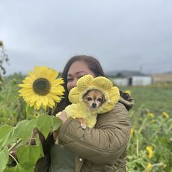 Andreotti Family Farms - Sun flower field