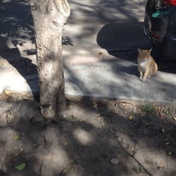 El Pabellón de los Gatos - Tomando el sol.