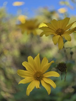 Arboretum and Botanical Garden at Cal State Fullerton by null