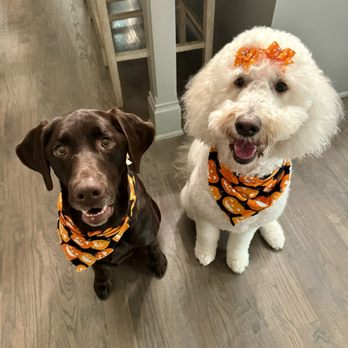 Bubbles N Bones - Pet Groomers Near Me - Frisco, Texas Bubbles N Bones - Pet Groomers Near Me - Frisco, Texas