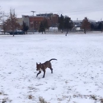Centennial Park Dog Park - Dog Parks Near Me - Davenport, Iowa Centennial Park Dog Park - Dog Parks Near Me - Davenport, Iowa