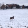 Photo of Centennial Park Dog Park