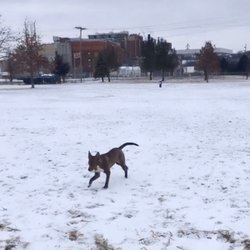 Centennial Park Dog Park