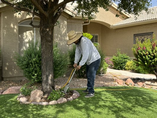 Failing tree project - This tree was failing because the artificial grass was too close to the tree. Remove the grass back, injected in soil with mycorrhizal fungi, boosted health tree. Failing tree project - This tree was failing because the artificial grass was too close to the tree. Remove the grass back, injected in soil with mycorrhizal fungi, boosted health tree.