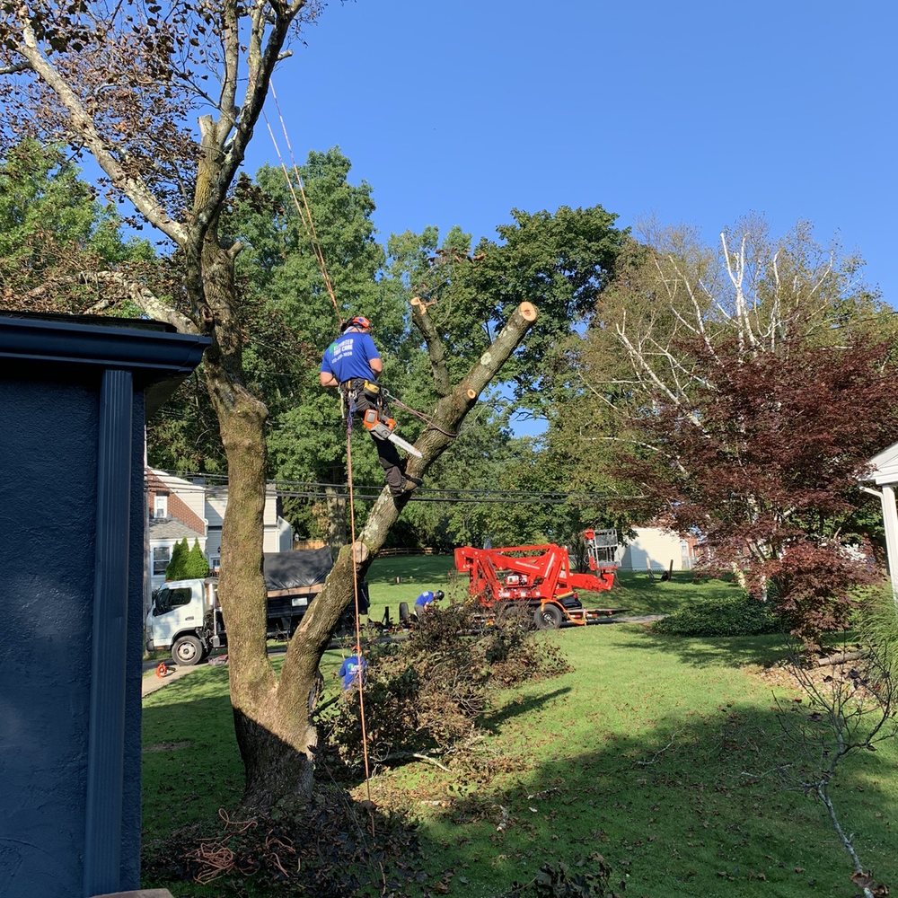 Elevated Tree Care - Tree Services Near Me