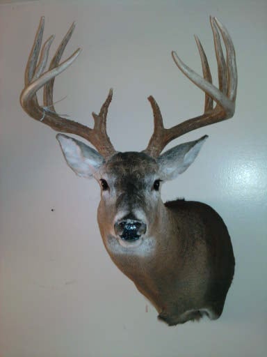 H & H Taxidermy - taxidermy in Portland, IN