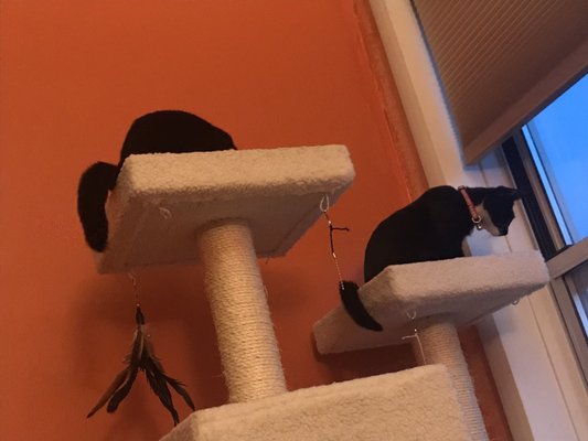 Animal Care Centers of NYC - Brooklyn