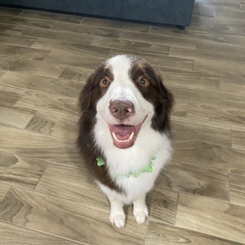 Johnny's Doghouse - Dakota - Pet Groomers Near Me - Tempe, Arizona