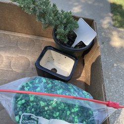 Sunshine Miniature Trees - On my way!