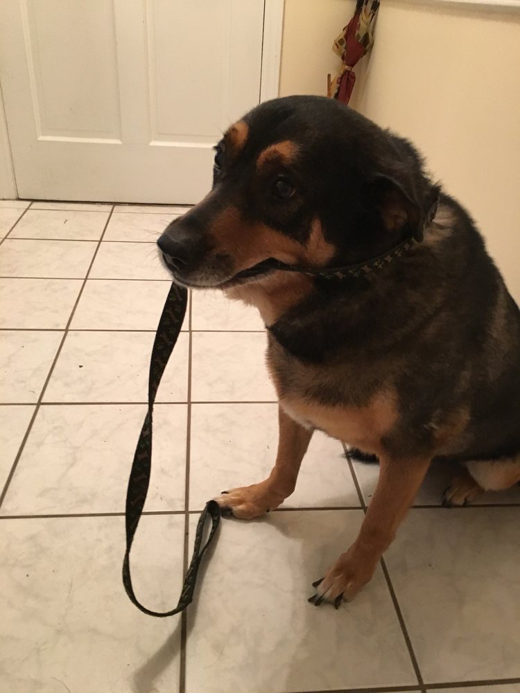 GREENSBORO MOBILE VETERINARY HOUSECALLS Updated May 2024 500 Northridge St, Greensboro