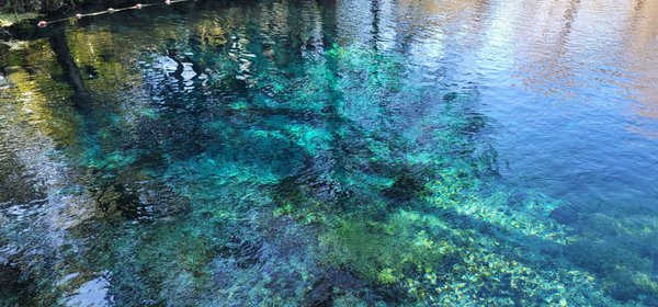 Fanning Springs State Park by null