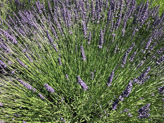 Helvetia Lavender Farm and Christmas Tree Farm by null