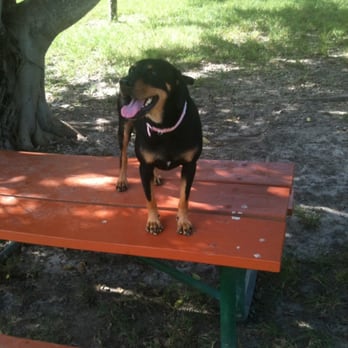 Perrine Wayside Park - sugar loves the dog park !!! - Dog Parks Near Me - Miami, Florida Perrine Wayside Park - sugar loves the dog park !!! - Dog Parks Near Me - Miami, Florida