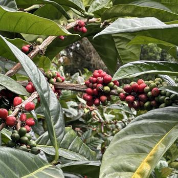 Kona Farm Direct Coffee - Ripe coffee cherries - Coffee Roasteries Near Me - Holualoa, Hawaii