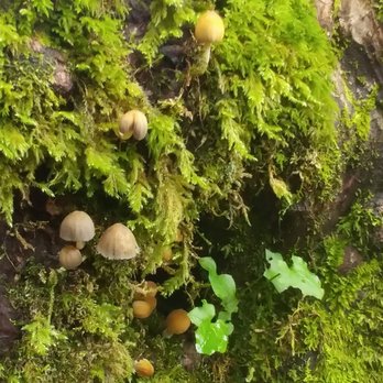 Twin Falls Trailhead - Hiking Near Me - North Bend, Washington Twin Falls Trailhead - Hiking Near Me - North Bend, Washington