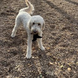 Boo Boo's Buddies Dog Park