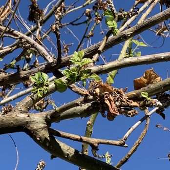 Mark's Tree Service & Consulting - Tree Services Near Me - Riverside, California