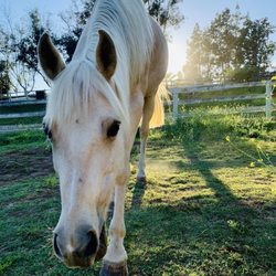 Horse Boarding North County San Diego