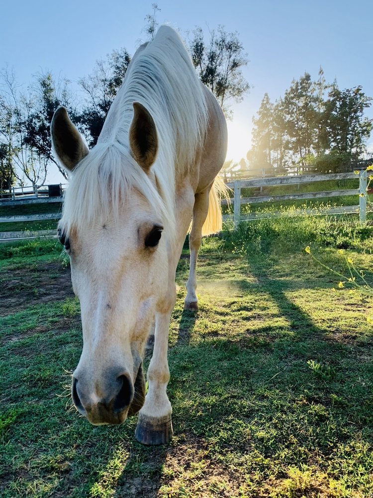 Horse Boarding North County San Diego - equestrian in Bonsall, CA