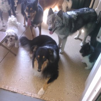 All Paws N Prints PlayCare - The dogs are waiting so patiently for me to get their meal together. - Pet Training Near Me - Casco, Michigan All Paws N Prints PlayCare - The dogs are waiting so patiently for me to get their meal together. - Pet Training Near Me - Casco, Michigan