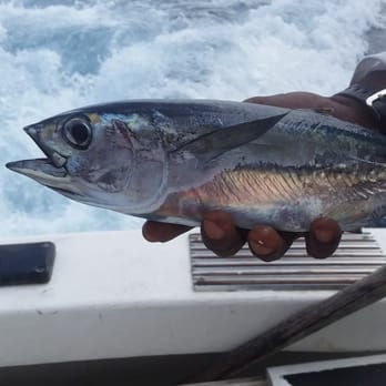 Jayna's Way Paycation Travel - Hey! We caught some Blue Fin Tuna in Barbados - Travel Agents Near Me - Marietta, Georgia Jayna's Way Paycation Travel - Hey! We caught some Blue Fin Tuna in Barbados - Travel Agents Near Me - Marietta, Georgia