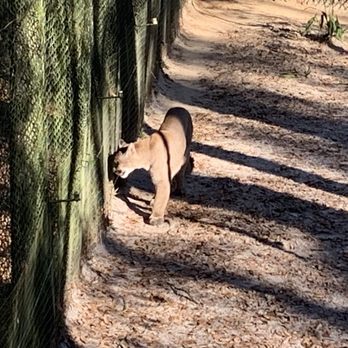 Tallahassee Museum - Museums Near Me - Tallahassee, Florida