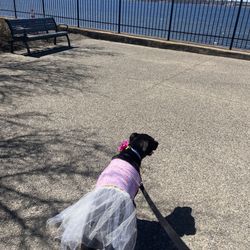 Rose Larisa Memorial Park